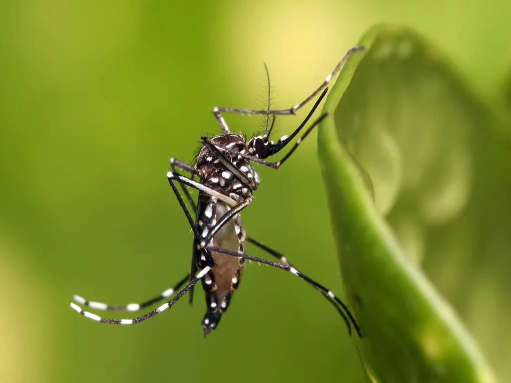 Dedetização de Mosquitos em São Paulo